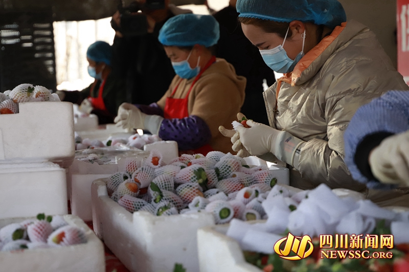 德昌縣同利果蔬專業(yè)種植合作社里，一顆顆色澤艷麗、著色均勻的草莓被工人們有序地裝進(jìn)箱子里JPG_副本.jpg
