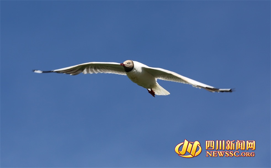 沙洲點(diǎn)點(diǎn)，水鳥翔集，探秘黃河九曲第一灣若爾蓋生態(tài)之變的“金鑰匙” (10).png