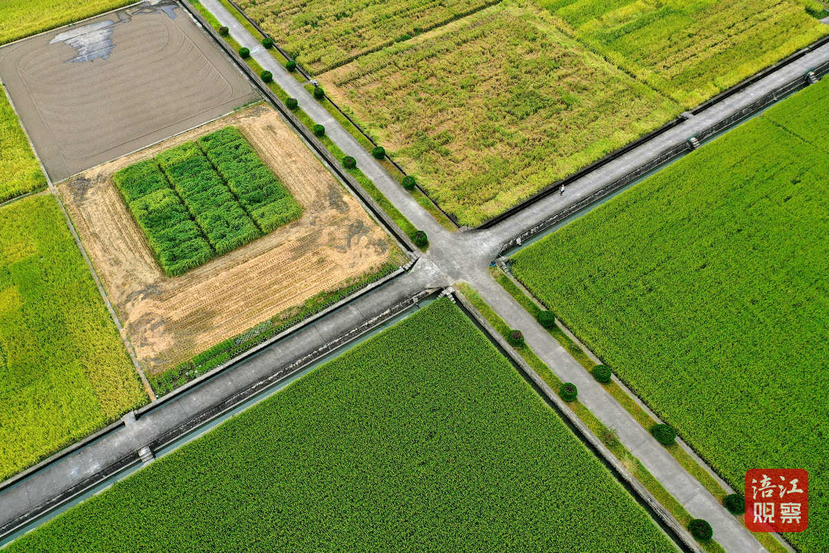2024年8月30日，綿陽農(nóng)科院基地 周良斌1_1.jpg